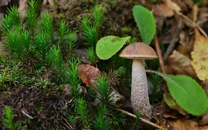 Откажут почки: Россиянам объяснили, какой гриб способен без труда убить троих человек