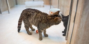 Из окопов — на сцену: Life.ru побывал у котов с СВО, которые готовятся стать звёздами в театре Куклачёва