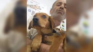 В Воронеже из-за атаки БПЛА погиб зоозащитник, который пытался спасти собаку