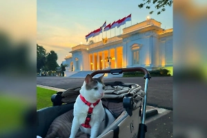 «Государственная собственность»: Кот президента Индонезии обзавёлся охраной 