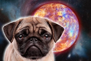 Не только бессонница: астролог рассказал Life.ru, как ещё ретроградный Меркурий влияет на домашних любимцев