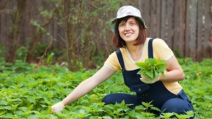 От крапивы до сныти: Какие сорняки на вашей даче можно есть и даже с пользой для здоровья