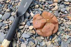 Нечто похожее на мозг: Магаданские рыбаки напугались неизвестного науке существа