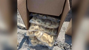 Азербайджан «отомстил» России, уничтожив более полутонны луковых колечек