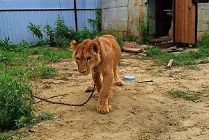 Блогер из Сургута кормил льва кошачьим кормом и нарвался на ОМОН, который изъял хищника