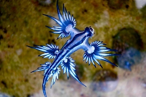 Туристов в Таиланде предупредили о появлении смертельно красивого «Голубого дракона»