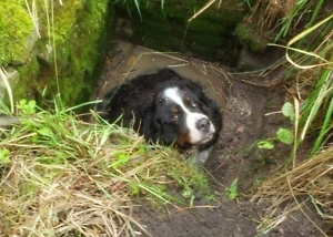 В Калининградской области спасли пса, провалившегося в глубокий колодец