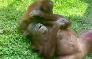 Обезьяньи нежности: Орангутаны в Московском зоопарке устроили семейный пикник на траве