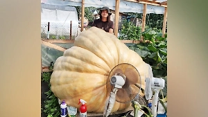 Садовод идёт на рекорд России, выращивая гигантскую тыкву весом в тонну