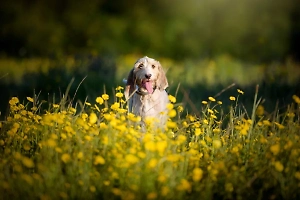 Букеты смерти: Эксперт назвал Life.ru полевые цветы, которые опасно приносить домой