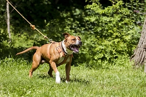 Камера у подъезда сняла кровавое нападение бойцовского пса на девочку с крохотным шпицем