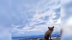 Рыжая воришка с Камчатки украла телефон и сняла свой бесстыжий побег на видео