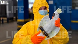 «Доброжелатель» из Германии отправил москвичке в подарок радиоактивного попугая