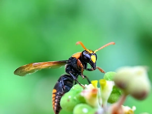 Откачивали полчаса: Сотрудника РАН убил шершень