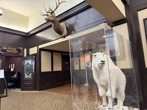 Чучела лосей и бизонов: Life.ru публикует видео из отеля на Аляске, где поселили делегацию РФ