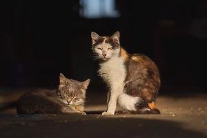 Не только бешенство: Врач рассказал, чем грозит «кусь» уличного пушистика