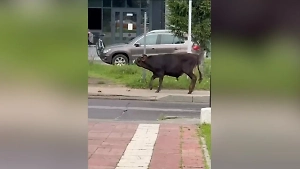 Невозмутимый бык бегает по улицам Люберец и наводит страх на горожан