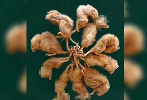 Клубок смерти: Исследователи доказали существование «крысиного короля» 
