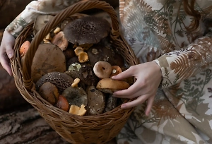 Названы съедобные грибы, которые вмиг станут ядовитыми в сочетании с водкой