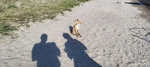 Лису депортировали с острова в Прибайкалье за конфликт с ольхонской полёвкой