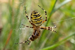 Пауки-осы добрались уже до 20 регионов России
