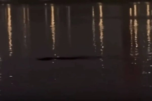 В Сеуле рыбак снял на видео «чудовище», поднявшееся из-под воды