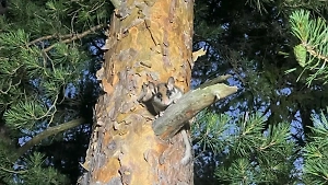 На острове в Финском заливе удалось сделать фото вымирающей садовой сони