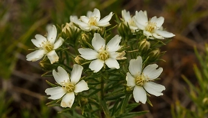 Россиянам напомнили про уголовную ответственность за выращивание могильника