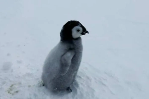 Российские орнитологи спасли детёныша императорского пингвина в Антарктиде