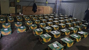 Бананы с секретом: На судне из Эквадора в российском порту нашли 1,5 тонны кокаина на 20 млрд