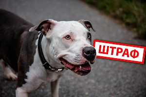 Штраф 30 тысяч рублей за прогулку без намордника: проверьте, есть ли ваша собака в опасном списке