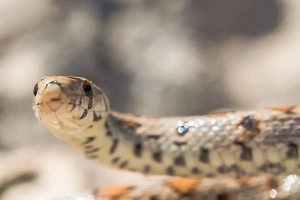 «Мне такое соседство не нужно»: Жители Подмосковья в ужасе от нашествия змей
