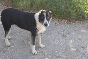 Под Химками живодёры отрезали бездомной собаке Воле уши и сняли скальп