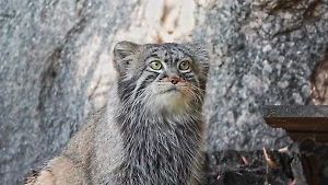 Время зажировки! Манул Тимофей округлился до 5 кг на крысах и перепёлках