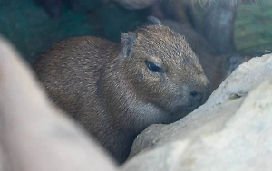 Вслед за Рианной и Региной Тодоренко многодетной мамой стала и капибара из Московского зоопарка
