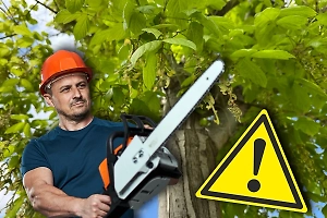 Борьба с захватчиками. Эксперты рассказали, какой клён опасен для наших широт и как его остановить