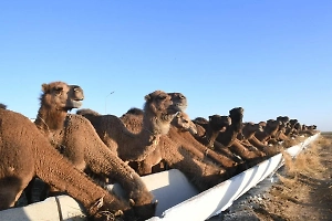 В Казахстане караван из тысячи верблюдов попал в Книгу рекордов Гиннесса
