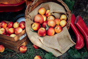 Щит от простуд: Россиян призвали в сентябре добавить в рацион пять продуктов