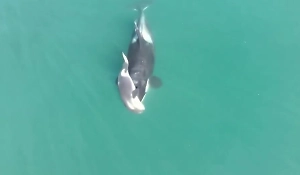 Душераздирающее видео: В Тихом океане нашли косатку, которая совершала «тур печали» с мёртвым детёнышем