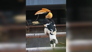 Привередливый в квартирном вопросе калао сбежал из зоопарка и «поставил на уши» весь Петербург