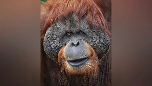 В Московском зоопарке умер самый спокойный органгутан Сандокан