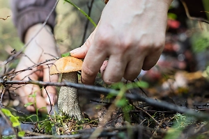 Потерявшийся пенсионер провёл в лесах Ленобласти 16 дней и отметил там день рождения