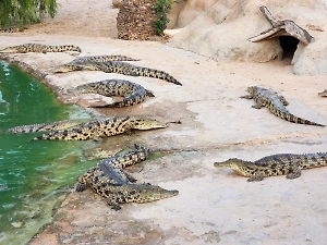 «Это всё ересь»: Хозяин зоопарка в Ейске опроверг гибель животных в пожаре
