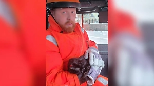 В Петербурге спасатели сняли с льдины застрявшего на Неве кота