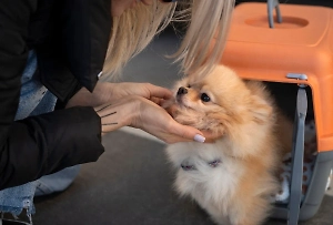 В России изменили правила перевозки животных в поездах