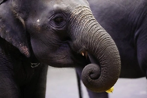 Королевский подарок: Life.ru показал слонов, которых Мьянма передала Большому Московскому цирку