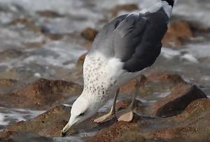 В Госдуме рассказали о работе «моек» для птиц, пострадавших от мазута на Кубани