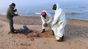 На побережье Чёрного моря произошли повторные выбросы мазута