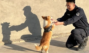 «Верните немедленно!» Корги-полицейского лишили премии за сон на работе и вызвали «‎бунт» в Китае