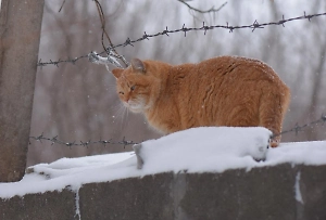 Российским зэкам отказали в праве заводить котиков